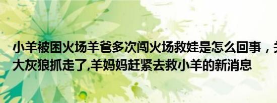 小羊被困火场羊爸多次闯火场救娃是怎么回事，关于小羊被大灰狼抓走了,羊妈妈赶紧去救小羊的新消息