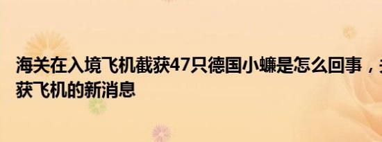 海关在入境飞机截获47只德国小蠊是怎么回事，关于德国缴获飞机的新消息