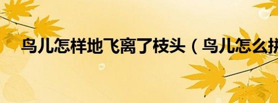 鸟儿怎样地飞离了枝头（鸟儿怎么拼音）