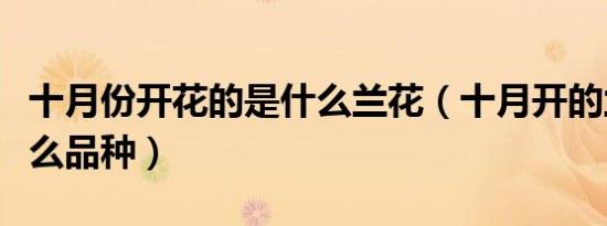 十月份开花的是什么兰花（十月开的兰花是什么品种）