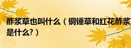酢浆草也叫什么（铜锤草和红花酢浆草的区别是什么?）