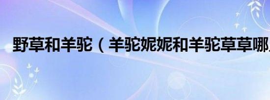 野草和羊驼（羊驼妮妮和羊驼草草哪只好）