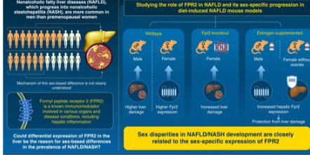 釜山国立大学科学家发现为什么女性比男性更能抵抗非酒精性脂肪性肝病