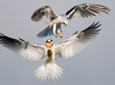 鸟类之美携带猎物的白尾风筝赢得2022年奥杜邦摄影奖