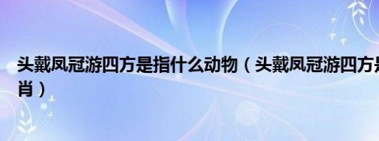 头戴凤冠游四方是指什么动物（头戴凤冠游四方是指什么生肖）