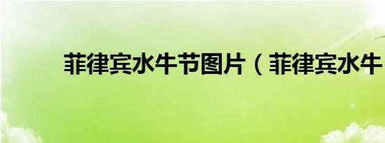 菲律宾水牛节图片（菲律宾水牛）