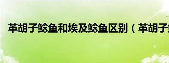 革胡子鲶鱼和埃及鲶鱼区别（革胡子鲶鱼）