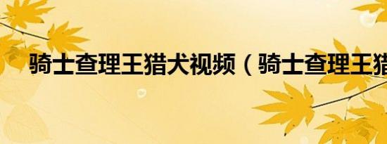 骑士查理王猎犬视频（骑士查理王猎犬）