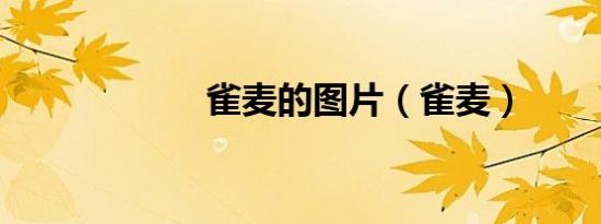 雀麦的图片（雀麦）