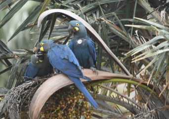 Loro Parque Fundación重新引入李尔金刚鹦鹉方面实现了新的里程碑