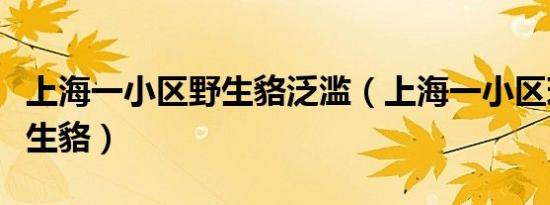 上海一小区野生貉泛滥（上海一小区现大量野生貉）