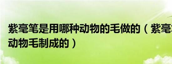 紫毫笔是用哪种动物的毛做的（紫毫笔是什么动物毛制成的）