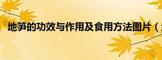 地笋的功效与作用及食用方法图片（地笋）