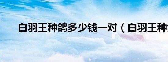 白羽王种鸽多少钱一对（白羽王种鸽）