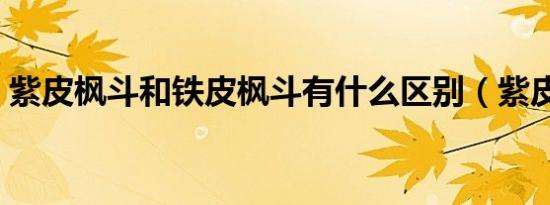 紫皮枫斗和铁皮枫斗有什么区别（紫皮枫斗）