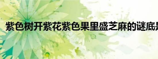 紫色树开紫花紫色果里盛芝麻的谜底是什么