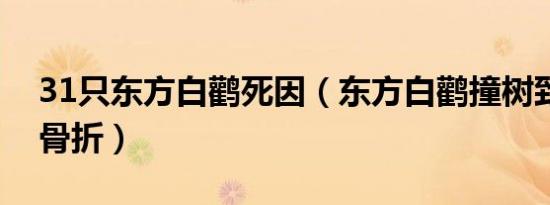 31只东方白鹳死因（东方白鹳撞树致嘴基部骨折）