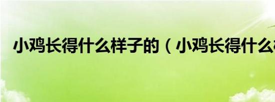 小鸡长得什么样子的（小鸡长得什么样子）
