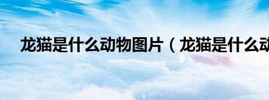 龙猫是什么动物图片（龙猫是什么动物）