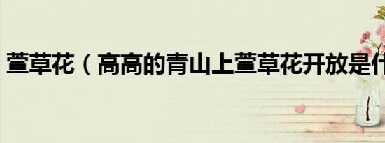 萱草花（高高的青山上萱草花开放是什么歌）