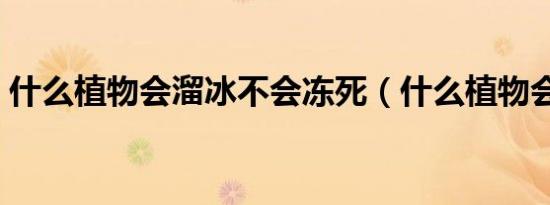 什么植物会溜冰不会冻死（什么植物会溜冰）