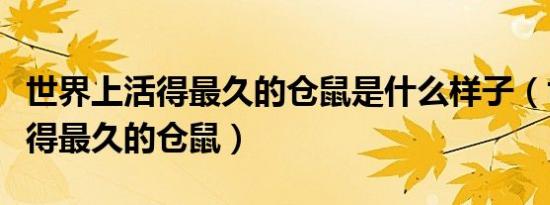 世界上活得最久的仓鼠是什么样子（世界上活得最久的仓鼠）