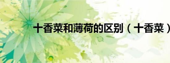 十香菜和薄荷的区别（十香菜）