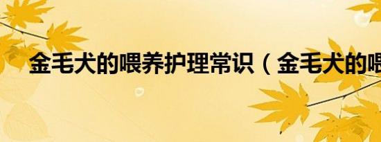 金毛犬的喂养护理常识（金毛犬的喂养）