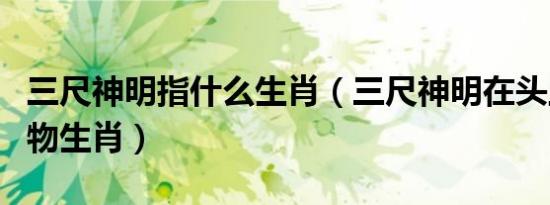 三尺神明指什么生肖（三尺神明在头上打一动物生肖）