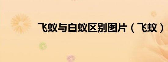 飞蚁与白蚁区别图片（飞蚁）