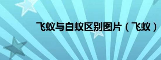 飞蚁与白蚁区别图片（飞蚁）