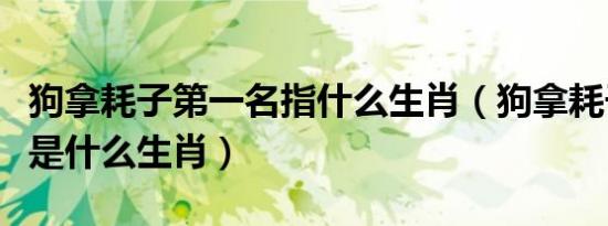 狗拿耗子第一名指什么生肖（狗拿耗子王天下是什么生肖）