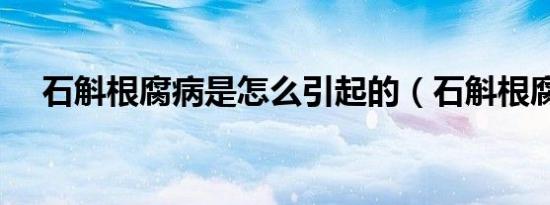 石斛根腐病是怎么引起的（石斛根腐病）