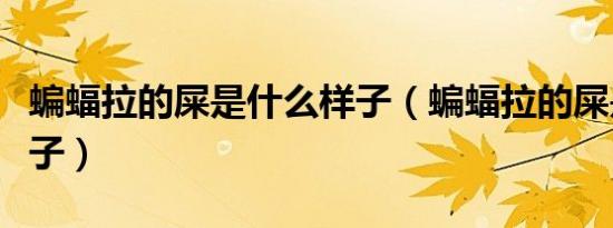 蝙蝠拉的屎是什么样子（蝙蝠拉的屎是什么样子）
