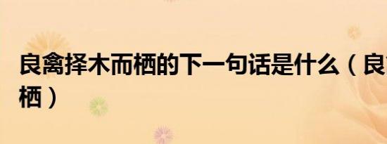 良禽择木而栖的下一句话是什么（良禽择木而栖）