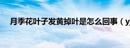 月季花叶子发黄掉叶是怎么回事（yjhy）