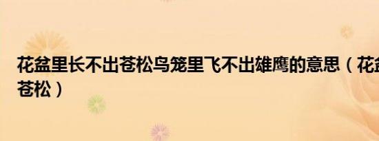 花盆里长不出苍松鸟笼里飞不出雄鹰的意思（花盆里长不出苍松）