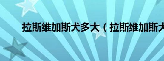 拉斯维加斯犬多大（拉斯维加斯犬）
