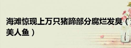 海滩惊现上万只猪蹄部分腐烂发臭（海滩惊现美人鱼）