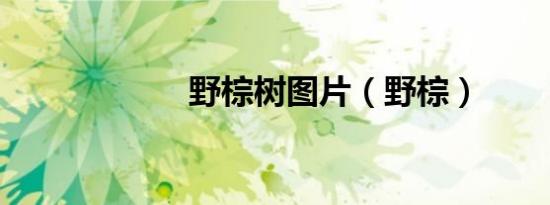 野棕树图片（野棕）