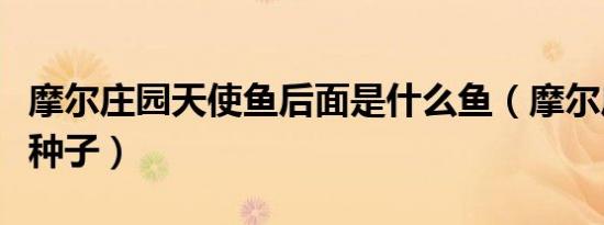 摩尔庄园天使鱼后面是什么鱼（摩尔庄园天使种子）