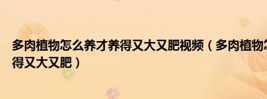 多肉植物怎么养才养得又大又肥视频（多肉植物怎么养才养得又大又肥）