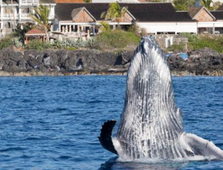 鲸鱼吃多少微塑料 每天高达10万件
