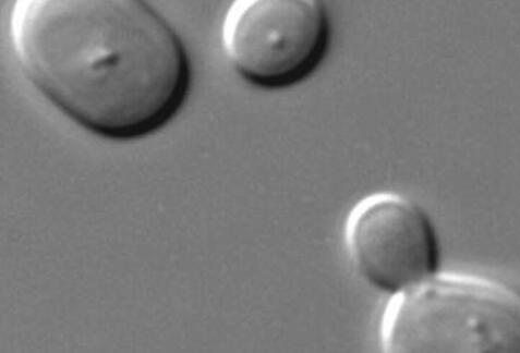 进化细胞生物学研究表明如何优化能量生产以确保无呼吸的快速生长