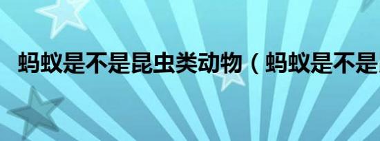 蚂蚁是不是昆虫类动物（蚂蚁是不是昆虫）