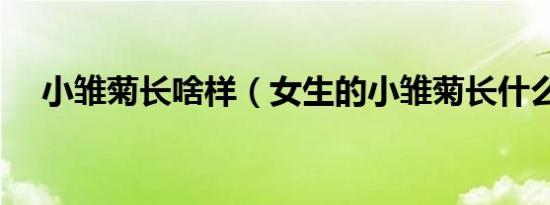 小雏菊长啥样（女生的小雏菊长什么样）