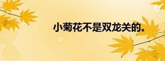 小菊花不是双龙关的。
