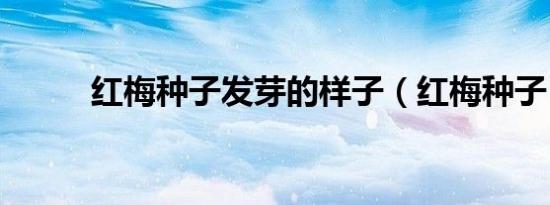 红梅种子发芽的样子（红梅种子）