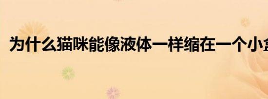 为什么猫咪能像液体一样缩在一个小盒子里