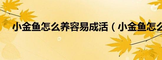 小金鱼怎么养容易成活（小金鱼怎么养）